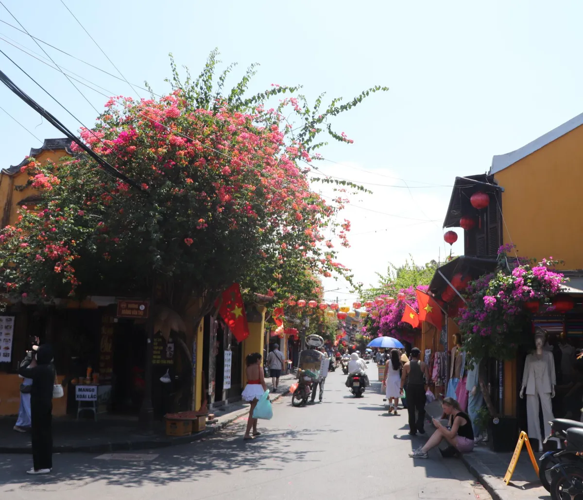 Cuốn h&uacute;t m&ugrave;a hoa giấy Hội An- Ảnh 2.