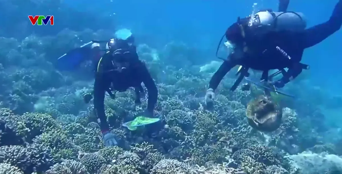 Hệ sinh th&aacute;i san h&ocirc; vịnh Nha Trang phục hồi ngoạn mục sau thời gian suy giảm nghi&ecirc;m trọng - Ảnh 1.
