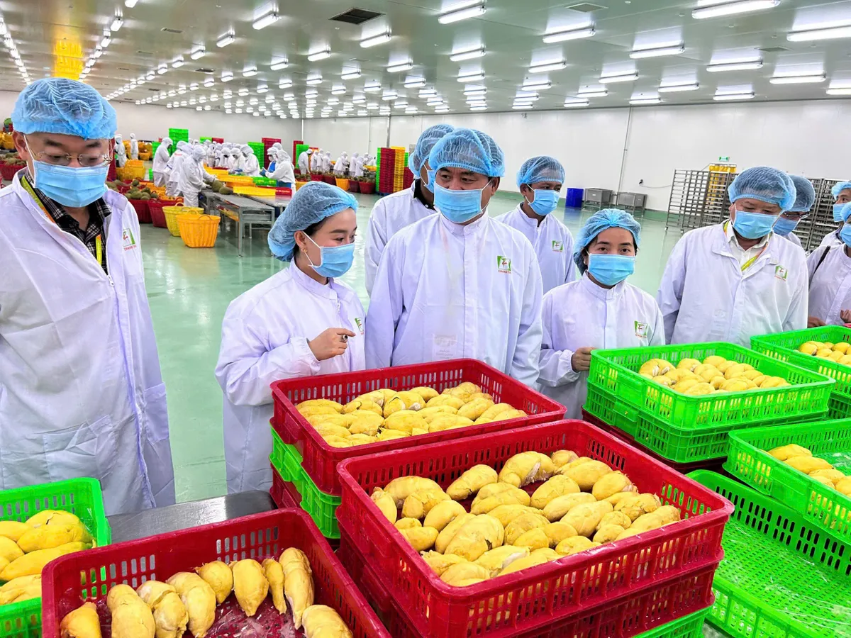 Sầu ri&ecirc;ng Việt tăng tốc năm 2026: Từ &ldquo;tr&aacute;i c&acirc;y tỷ đ&ocirc;&rdquo; đến h&agrave;nh tr&igrave;nh n&acirc;ng tầm n&ocirc;ng nghiệp Việt - Ảnh 3.