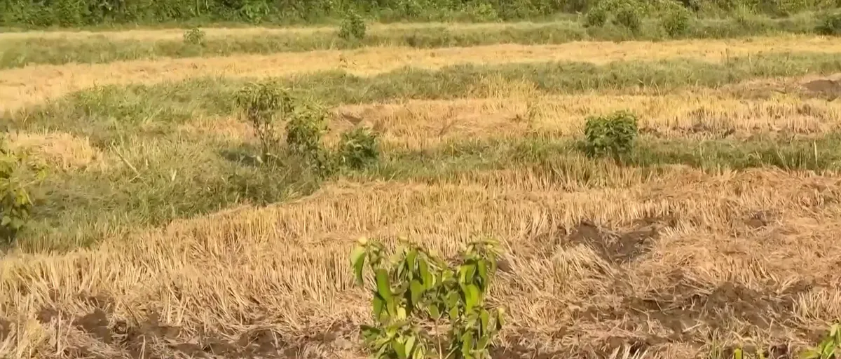 H&agrave;ng chục h&eacute;c-ta ruộng vụ H&egrave; Thu bị bỏ hoang v&igrave; thiếu nước- Ảnh 1.