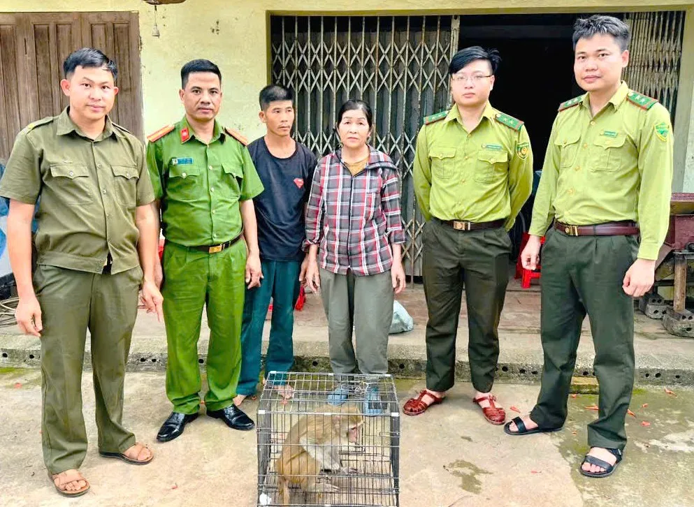 Kịp thời bàn giao, thả cá thể khỉ hoang dã về môi trường tự nhiên - Ảnh 1.
