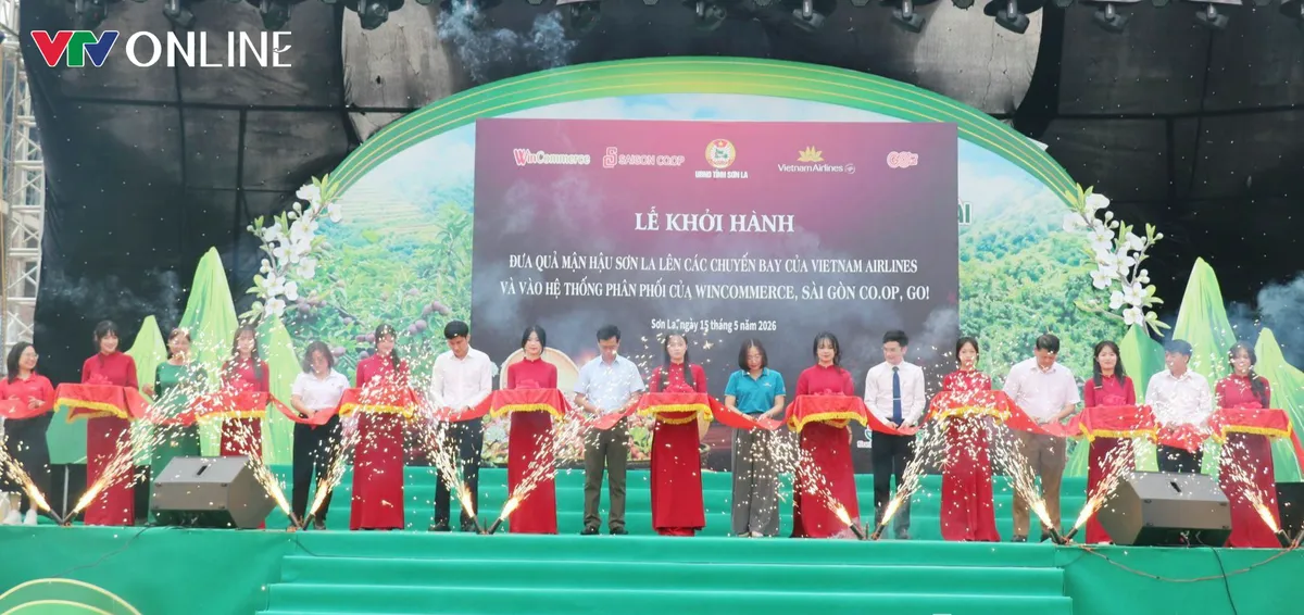 Mận hậu Sơn La l&ecirc;n m&aacute;y bay, v&agrave;o chuỗi si&ecirc;u thị - Ảnh 2.