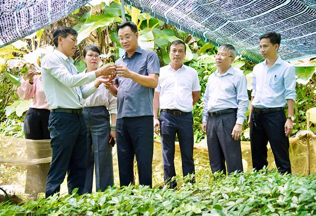 Đ&agrave; Nẵng: Ph&aacute;t triển v&ugrave;ng trồng S&acirc;m Ngọc Linh gắn với bảo tồn sinh th&aacute;i rừng - Ảnh 3.