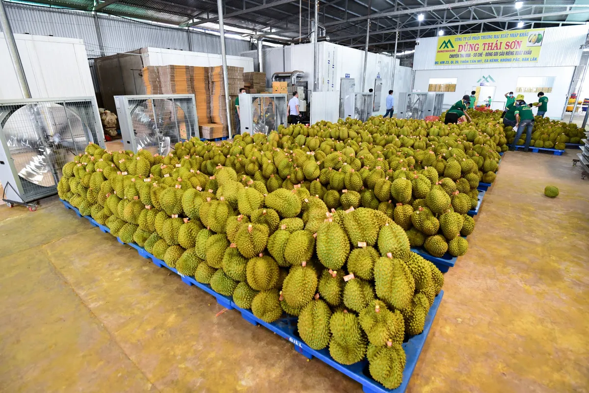 Sầu ri&ecirc;ng Việt tăng tốc năm 2026: Từ &ldquo;tr&aacute;i c&acirc;y tỷ đ&ocirc;&rdquo; đến h&agrave;nh tr&igrave;nh n&acirc;ng tầm n&ocirc;ng nghiệp Việt - Ảnh 2.