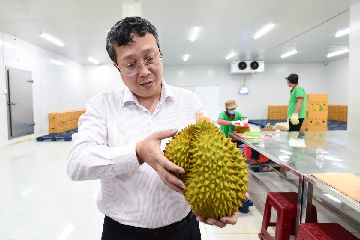Sầu ri&ecirc;ng Việt tăng tốc năm 2026: Từ &ldquo;tr&aacute;i c&acirc;y tỷ đ&ocirc;&rdquo; đến h&agrave;nh tr&igrave;nh n&acirc;ng tầm n&ocirc;ng nghiệp Việt - Ảnh 4.