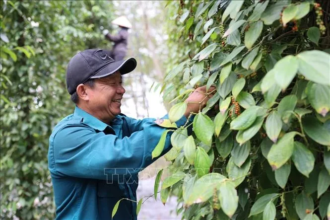 Bản tin nông sản hôm nay (17-5): Giá hồ tiêu tiếp tục đi ngang- Ảnh 1. Bản tin nông sản hôm nay (17-5): Giá hồ tiêu tiếp tục đi ngang- Ảnh 1.