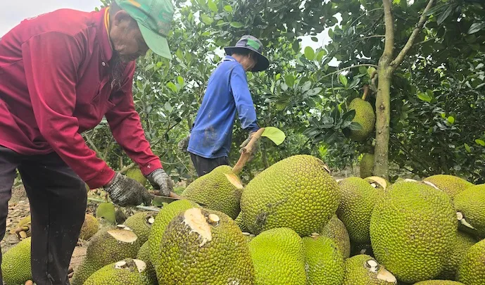 Số hóa dữ liệu để ‘giải nghẽn’ cho trái cây xuất khẩu- Ảnh 2. Số hóa dữ liệu để ‘giải nghẽn’ cho trái cây xuất khẩu- Ảnh 2.