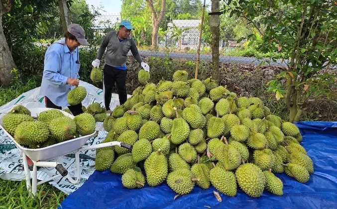Số hóa dữ liệu để ‘giải nghẽn’ cho trái cây xuất khẩu- Ảnh 1. Số hóa dữ liệu để ‘giải nghẽn’ cho trái cây xuất khẩu- Ảnh 1.