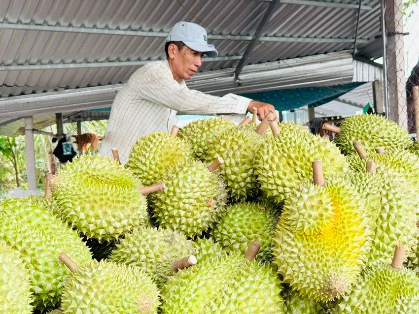 Xuất khẩu sầu ri&ecirc;ng tăng khủng hơn 200%- Ảnh 1.