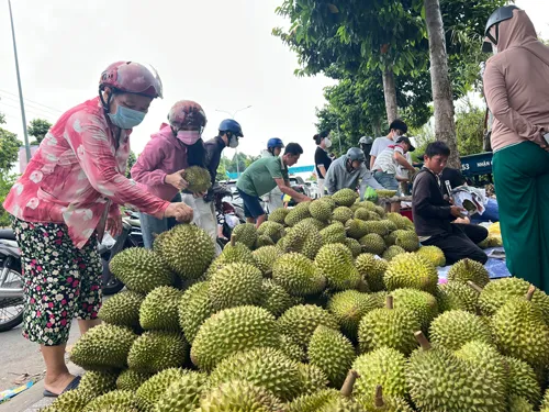 Sầu riêng lấy lại đà tăng giá- Ảnh 1. Sầu riêng lấy lại đà tăng giá- Ảnh 1.