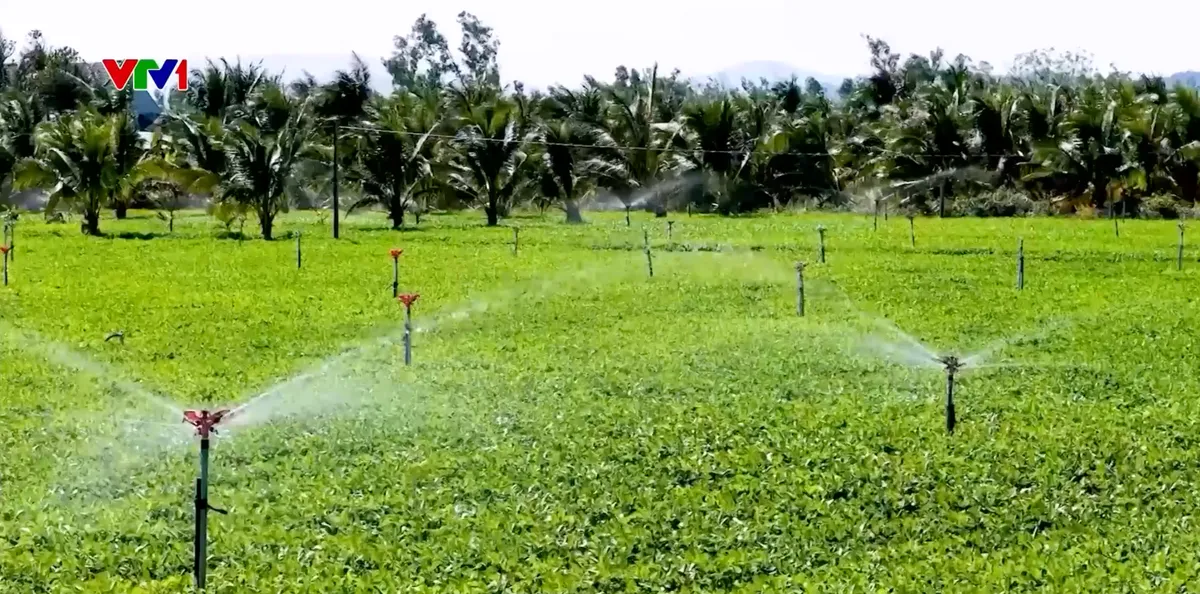 Chuyển đổi cây trồng thích ứng biến đổi khí hậu - Ảnh 1.