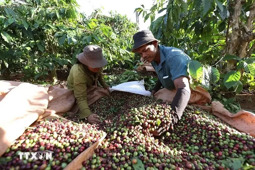 Bản tin nông sản hôm nay (20-5): Giá cà phê trong nước giảm sâu- Ảnh 1. Bản tin nông sản hôm nay (20-5): Giá cà phê trong nước giảm sâu- Ảnh 1.