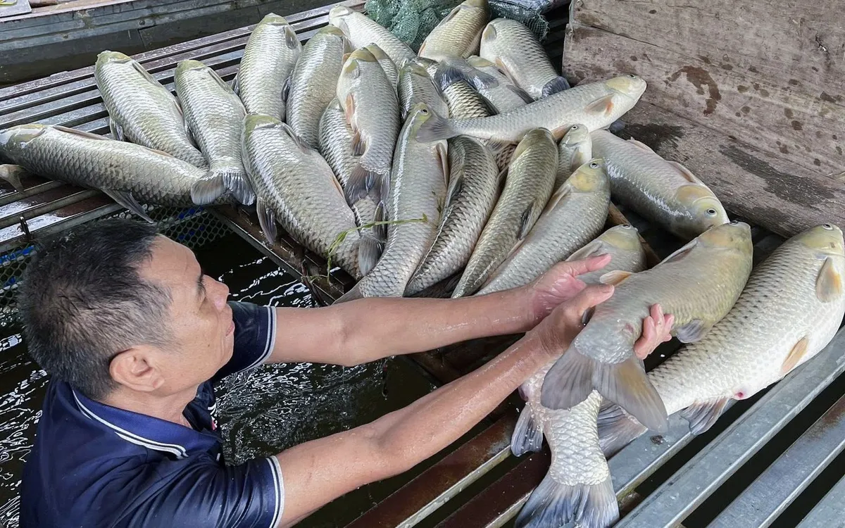 Cá nuôi lồng bè trên sông Lam bất ngờ chết hàng loạt sau mưa lớn. Ảnh Duy Thành.