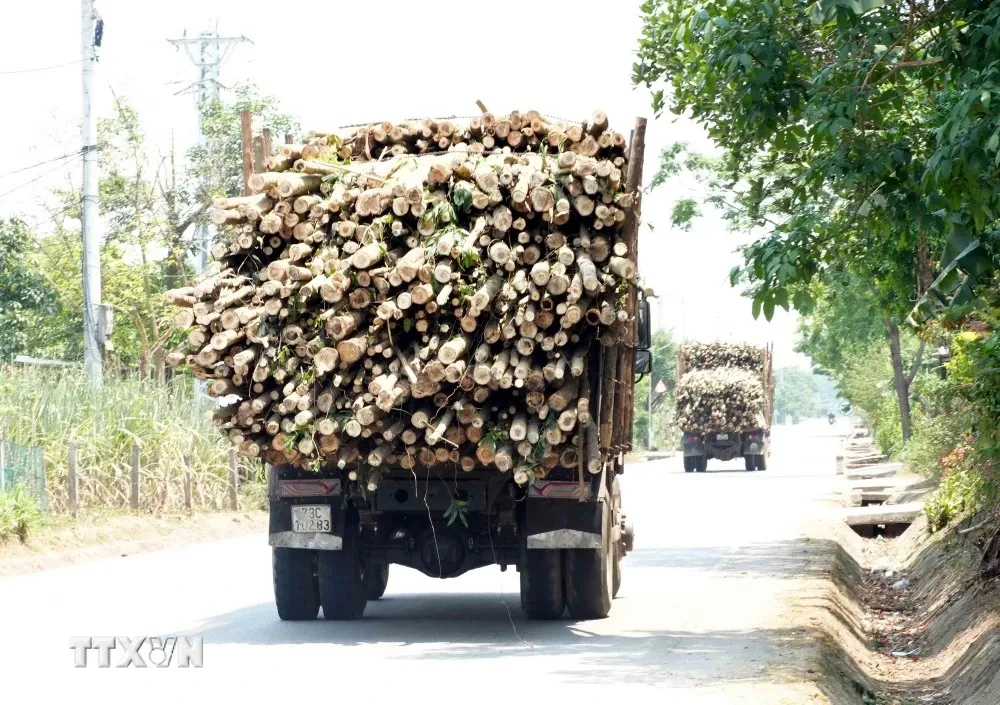 Xuất hiện nhiều xe tải chở keo tràm quá khổ trên đường gây mất an toàn - Ảnh 1.