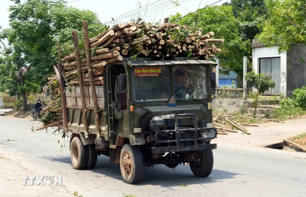 Xuất hiện nhiều xe tải chở keo tràm quá khổ trên đường gây mất an toàn - Ảnh 2.