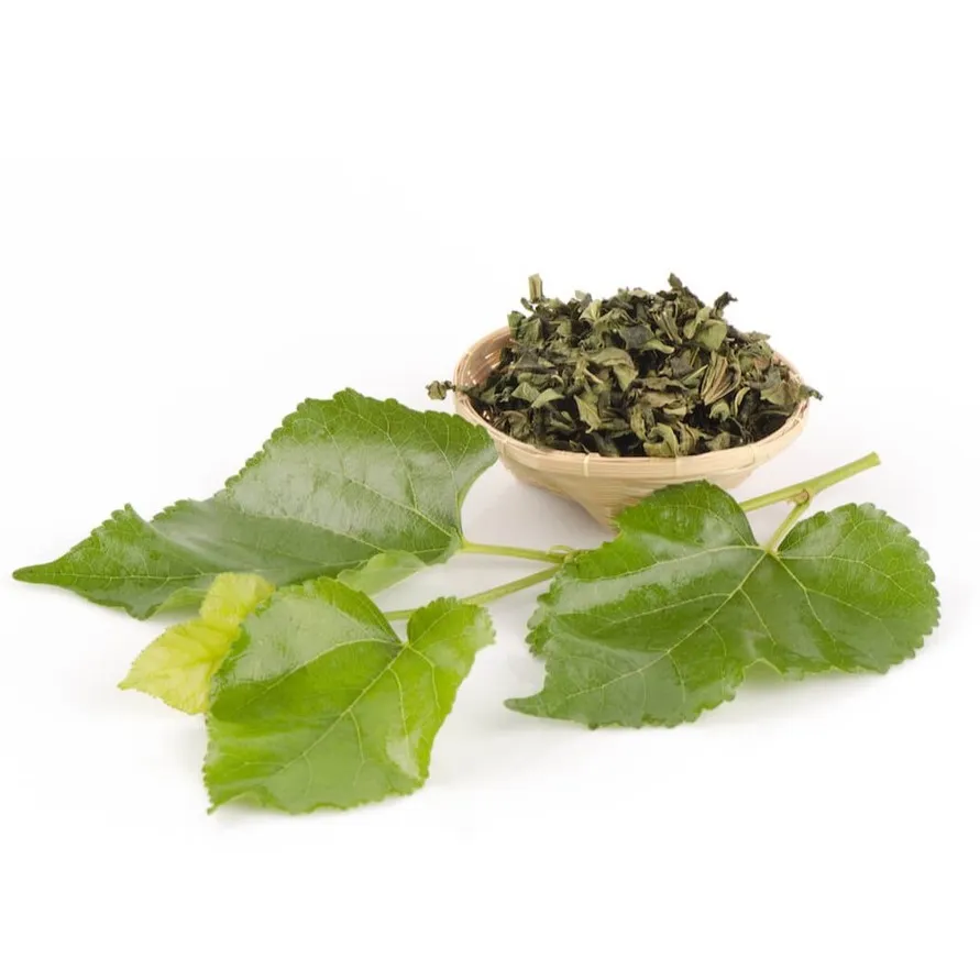 Tác dụng của lá tang điệp trong hỗ trợ sức khỏe theo y học dân gian- Ảnh 1. Tác dụng của lá tang điệp trong hỗ trợ sức khỏe theo y học dân gian- Ảnh 1.