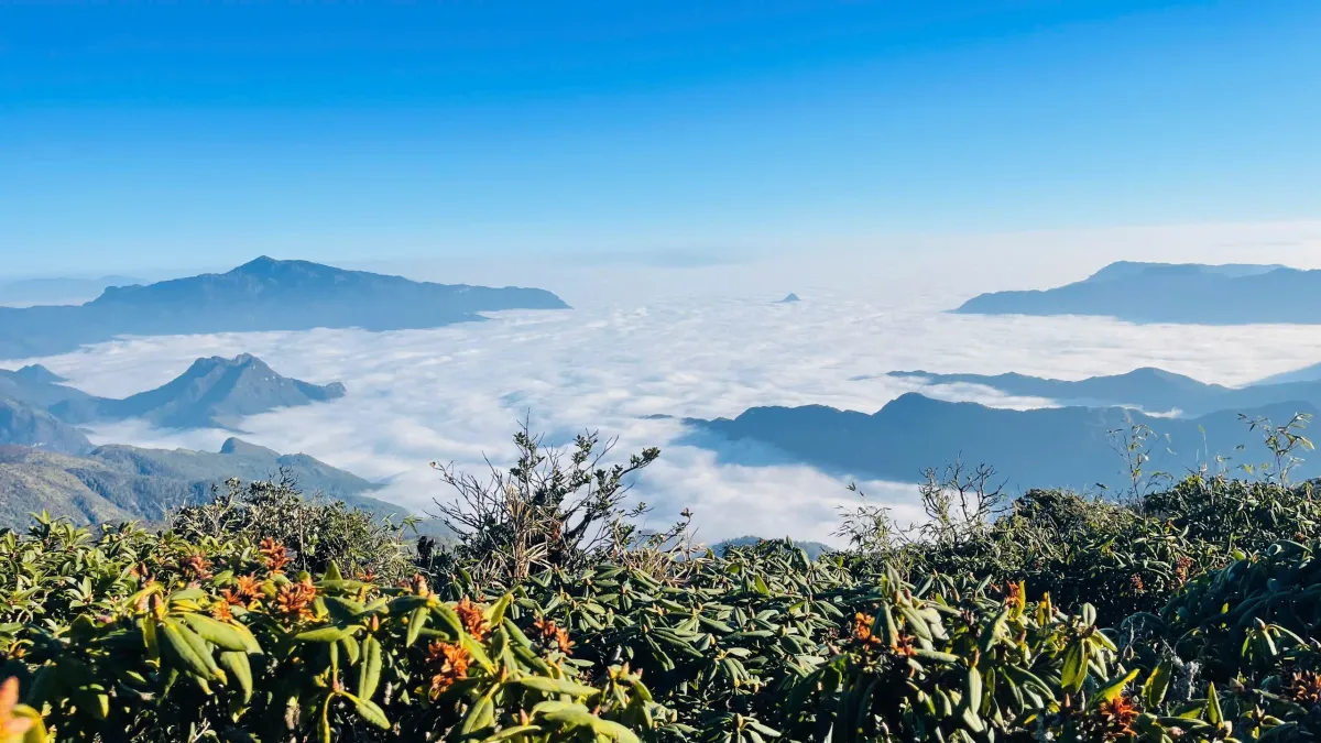 Vân Sam: Điểm hẹn chữa lành nơi đại ngàn sương phủ- Ảnh 1. Vân Sam: Điểm hẹn chữa lành nơi đại ngàn sương phủ- Ảnh 1.