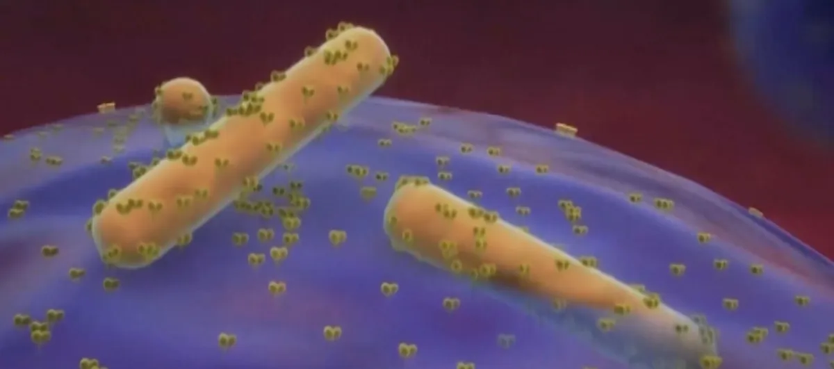 Cơ chế lây lan biến thể của dịch bệnh Ebola- Ảnh 1. Cơ chế lây lan biến thể của dịch bệnh Ebola- Ảnh 1.