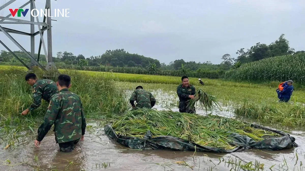 Phú Thọ: Hàng trăm cán bộ, chiến sĩ xuống đồng “chạy lúa” giúp dân trong mưa lũ - Ảnh 4.