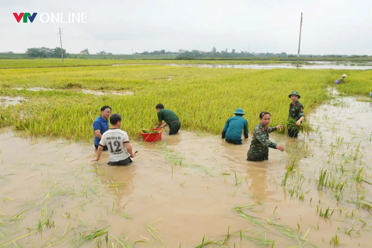 Phú Thọ: Hàng trăm cán bộ, chiến sĩ xuống đồng “chạy lúa” giúp dân trong mưa lũ - Ảnh 1.