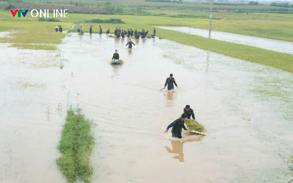 Hàng trăm cán bộ, chiến sĩ bộ đội xuống ruộng giúp người dân xã Hoàng An thu hoạch lúa bị ngập