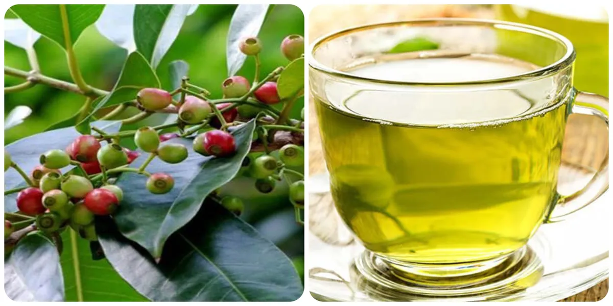 Uống nước lá vối có tốt không? Công dụng và lưu ý khi sử dụng- Ảnh 1. Uống nước lá vối có tốt không? Công dụng và lưu ý khi sử dụng- Ảnh 1.
