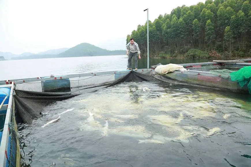 Ph&aacute;t triển nu&ocirc;i trồng thủy sản từ mặt nước hồ chứa
- Ảnh 1.