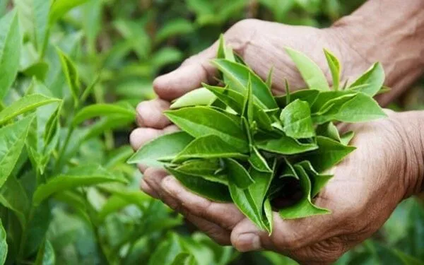 Ngành trà Sri Lanka trước sức ép xung đột Trung Đông