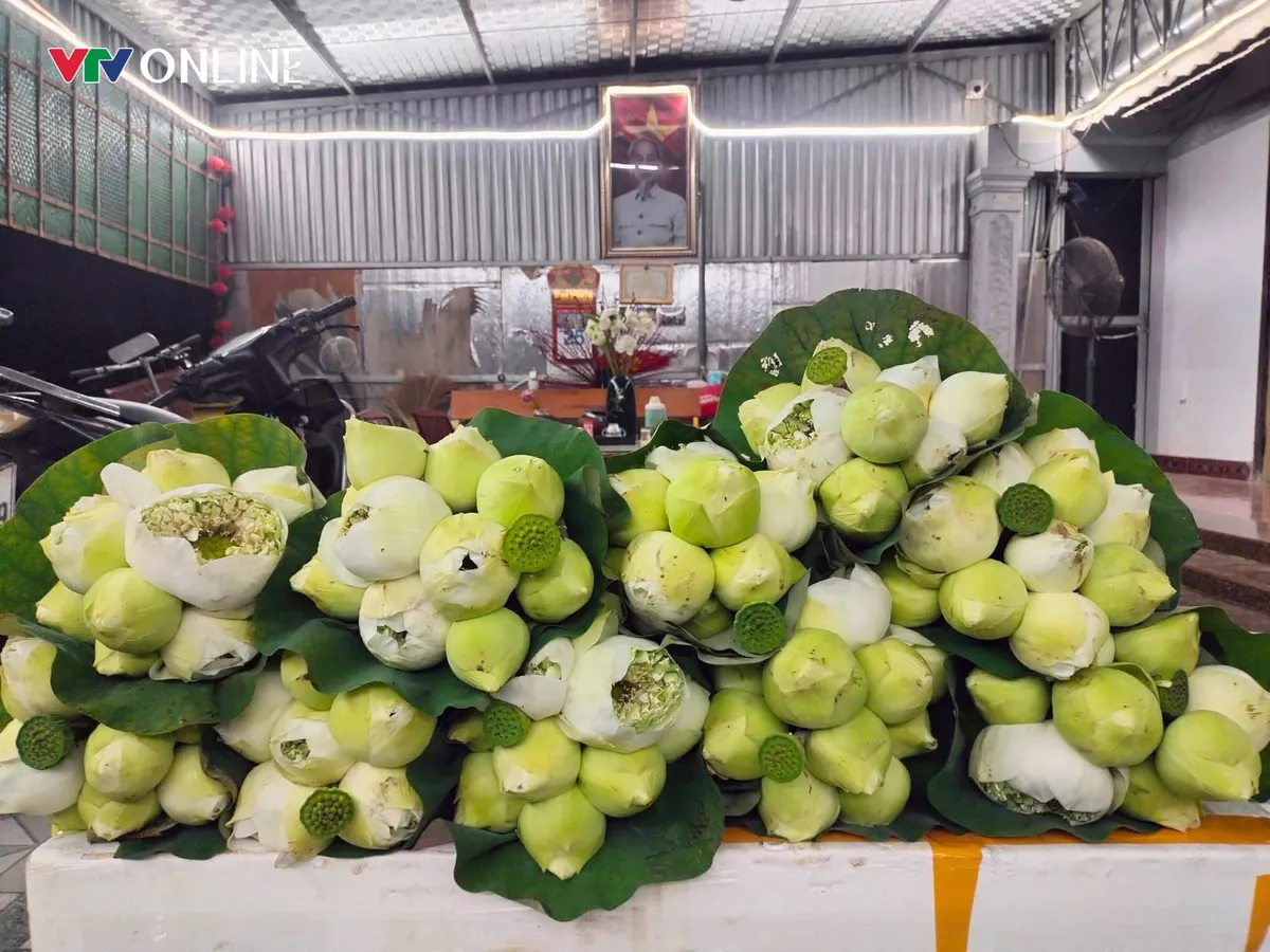 Cặp vợ chồng Nghệ An &ldquo;bỏ phố về qu&ecirc;&rdquo; trồng sen tr&ecirc;n qu&ecirc; hương B&aacute;c - Ảnh 3.
