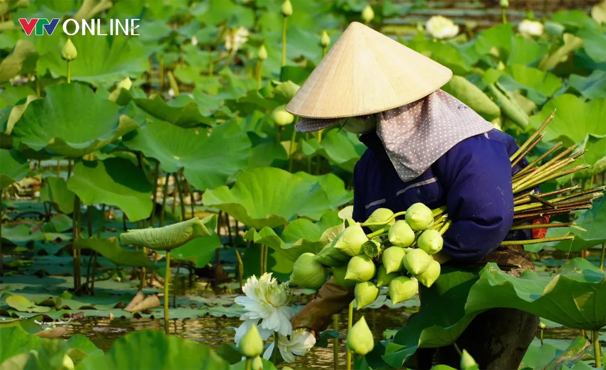 Cặp vợ chồng Nghệ An &ldquo;bỏ phố về qu&ecirc;&rdquo; trồng sen tr&ecirc;n qu&ecirc; hương B&aacute;c - Ảnh 1.
