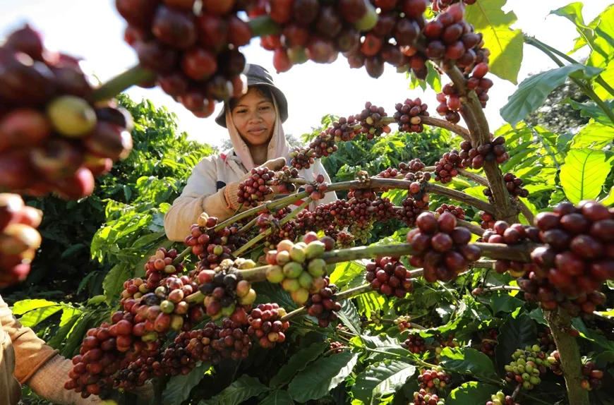 Bản tin n&ocirc;ng sản h&ocirc;m nay (24-5): Gi&aacute; c&agrave; ph&ecirc; tăng
- Ảnh 1.