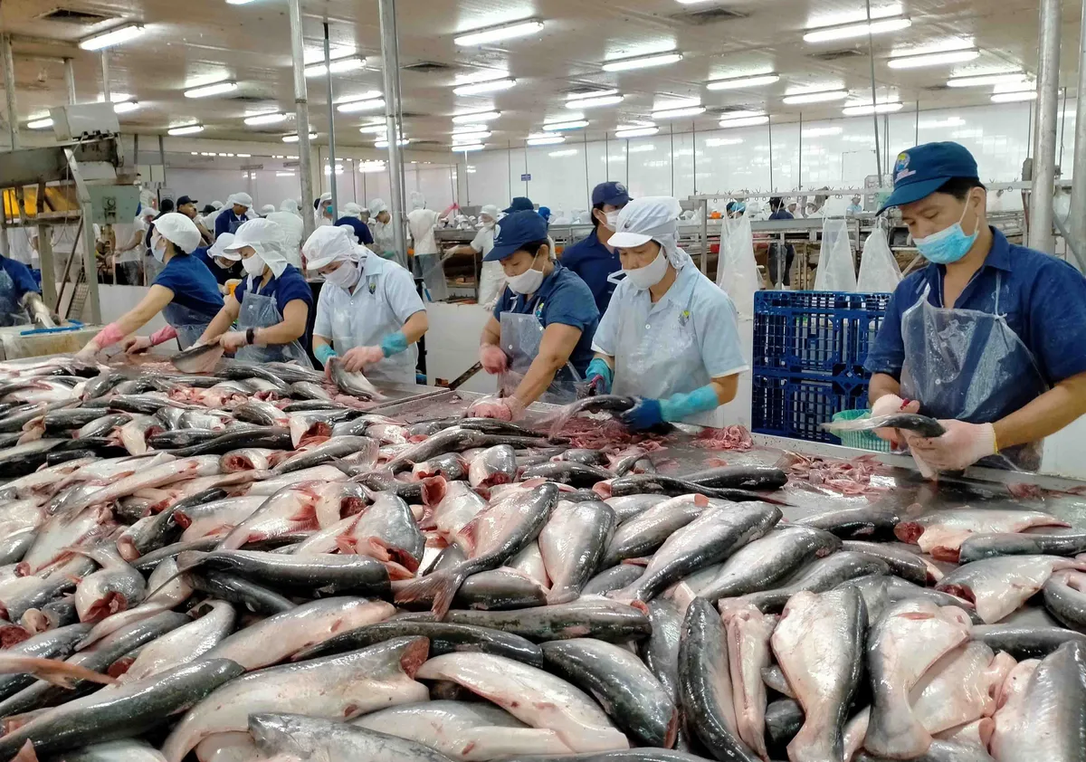 Xuất khẩu c&aacute; tra tăng trưởng t&iacute;ch cực, gi&aacute; b&aacute;n duy tr&igrave; ở mức cao- Ảnh 1.