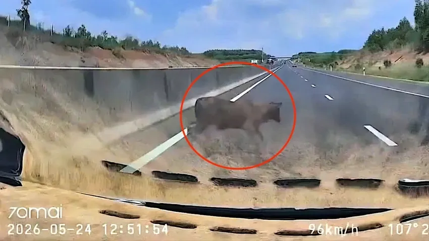 Ô tô chạy gần 100 km/h tông trực diện con bò trên cao tốc Phan Thiết - Dầu Giây - Ảnh 1.