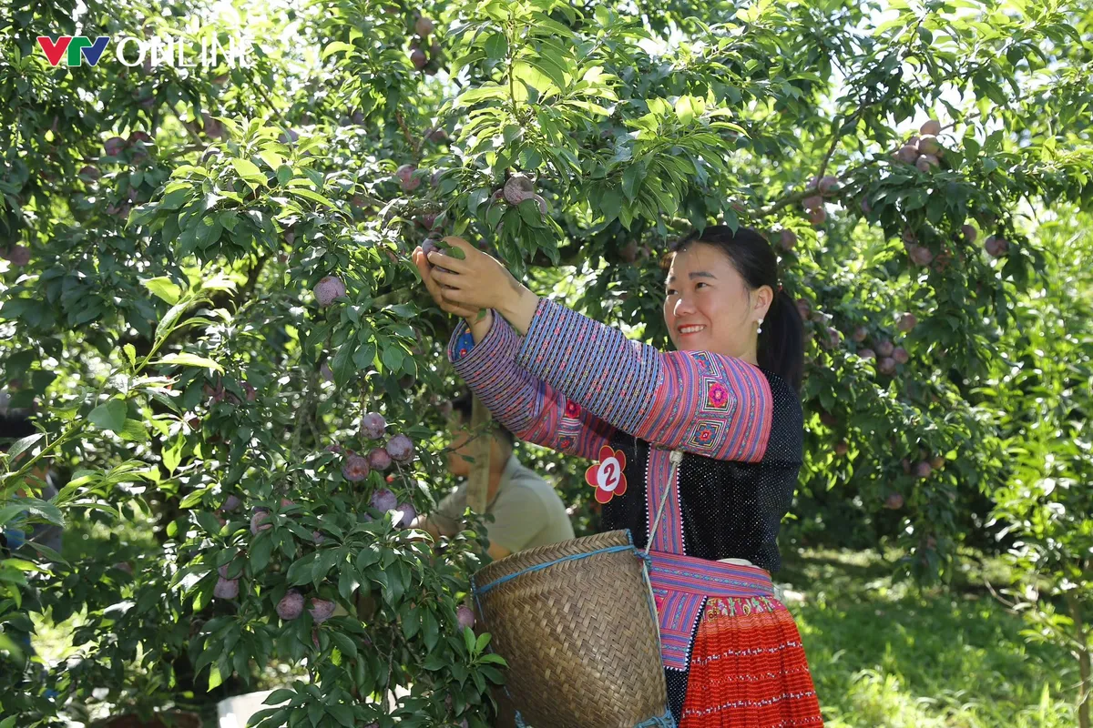 Mùa mận chín trên cao nguyên Mộc Châu - Ảnh 5.