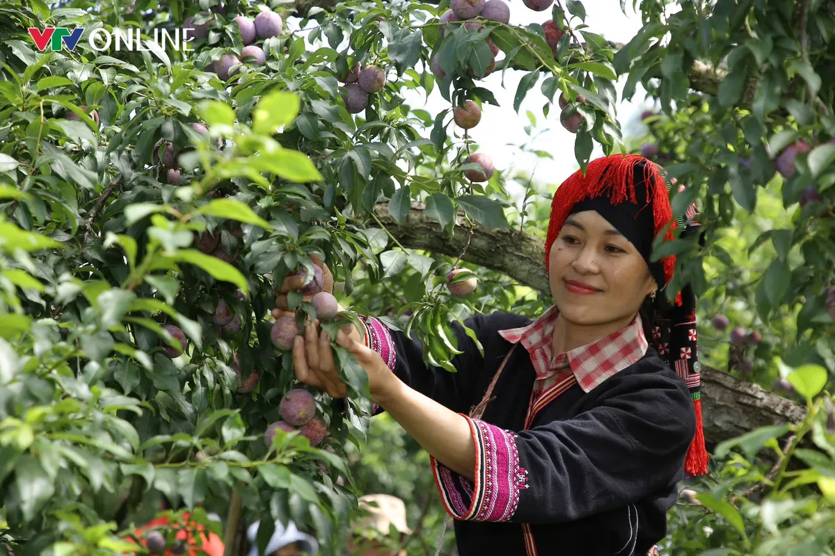 Mùa mận chín trên cao nguyên Mộc Châu - Ảnh 4.