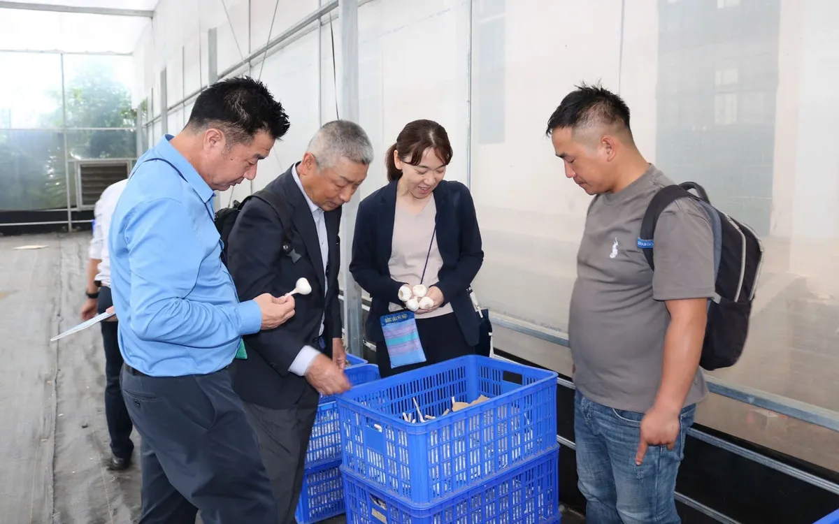 Đối tác Nhật Bản tham quan thành phẩm tỏi Sanuki sau thu hoạch.