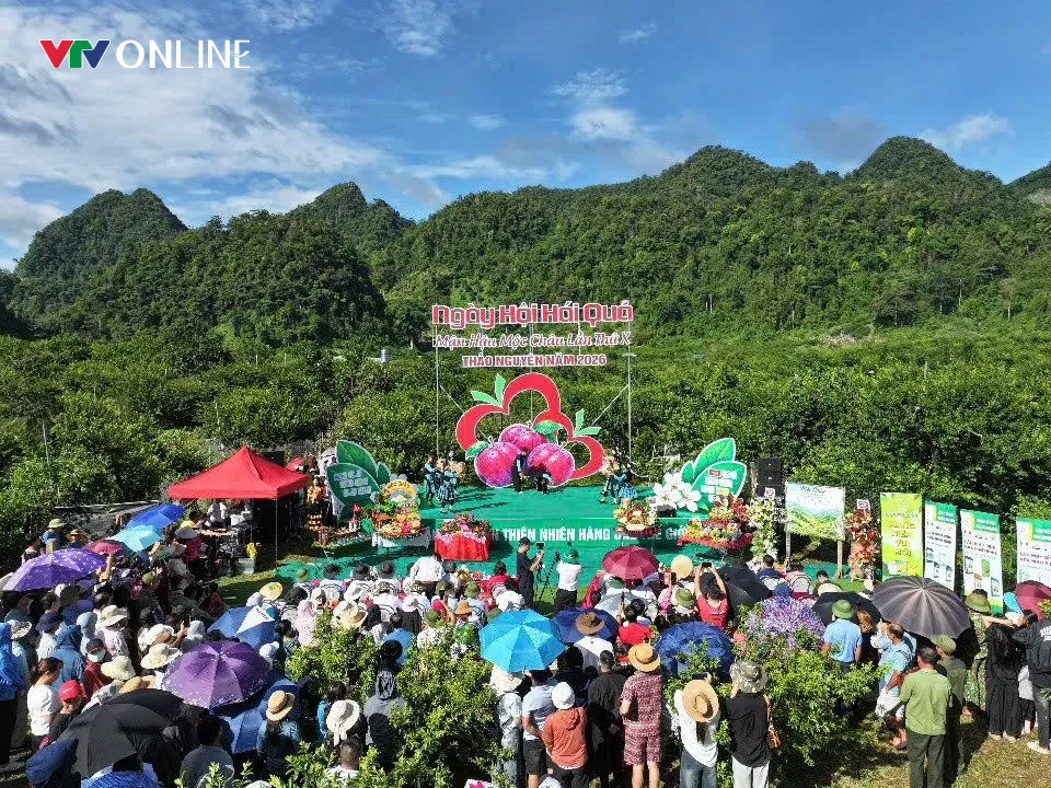 Mùa mận chín trên cao nguyên Mộc Châu - Ảnh 1.
