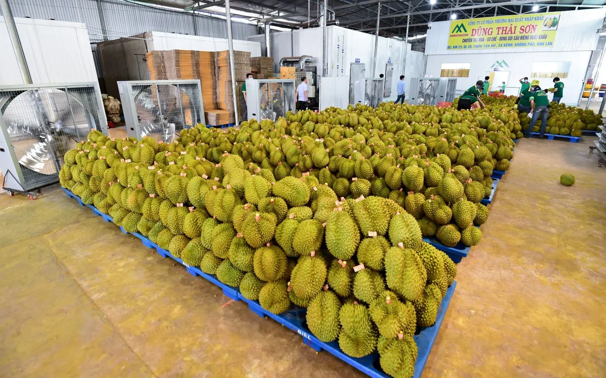 Đối với sầu riêng, thực tiễn thí điểm cho thấy cách làm theo chuỗi, dựa trên dữ liệu, đã tạo ra chuyển biến rõ rệt
