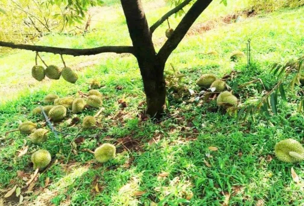 Lốc xoáy gây thiệt hại nặng ở xã vùng sâu Lâm Đồng - Ảnh 2.