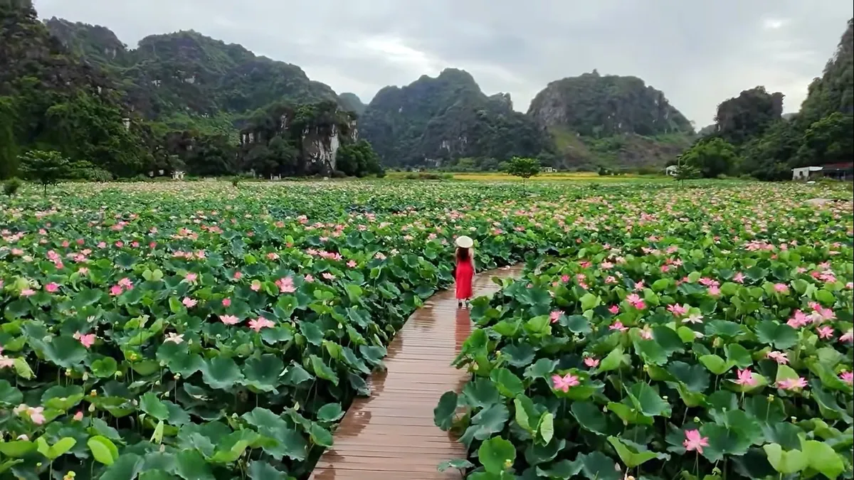 Mùa sen Hang Múa rực rỡ dưới chân núi Ngọa Long hút khách đến Ninh Bình- Ảnh 1. Mùa sen Hang Múa rực rỡ dưới chân núi Ngọa Long hút khách đến Ninh Bình- Ảnh 1.