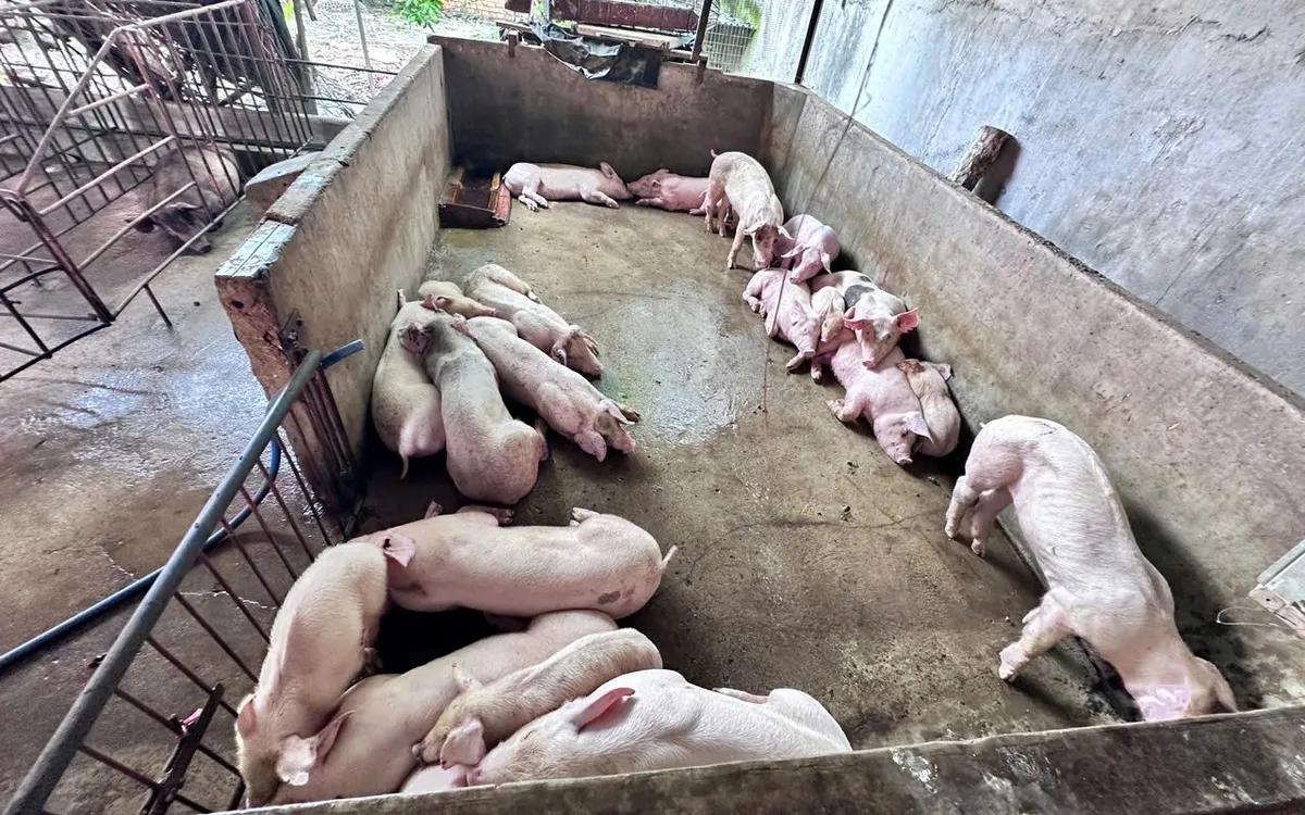 Khởi tố, bắt tạm giam nhóm đối tượng giết mổ heo bệnh đưa ra thị trường tiêu thụ- Ảnh 2. Khởi tố, bắt tạm giam nhóm đối tượng giết mổ heo bệnh đưa ra thị trường tiêu thụ- Ảnh 2.