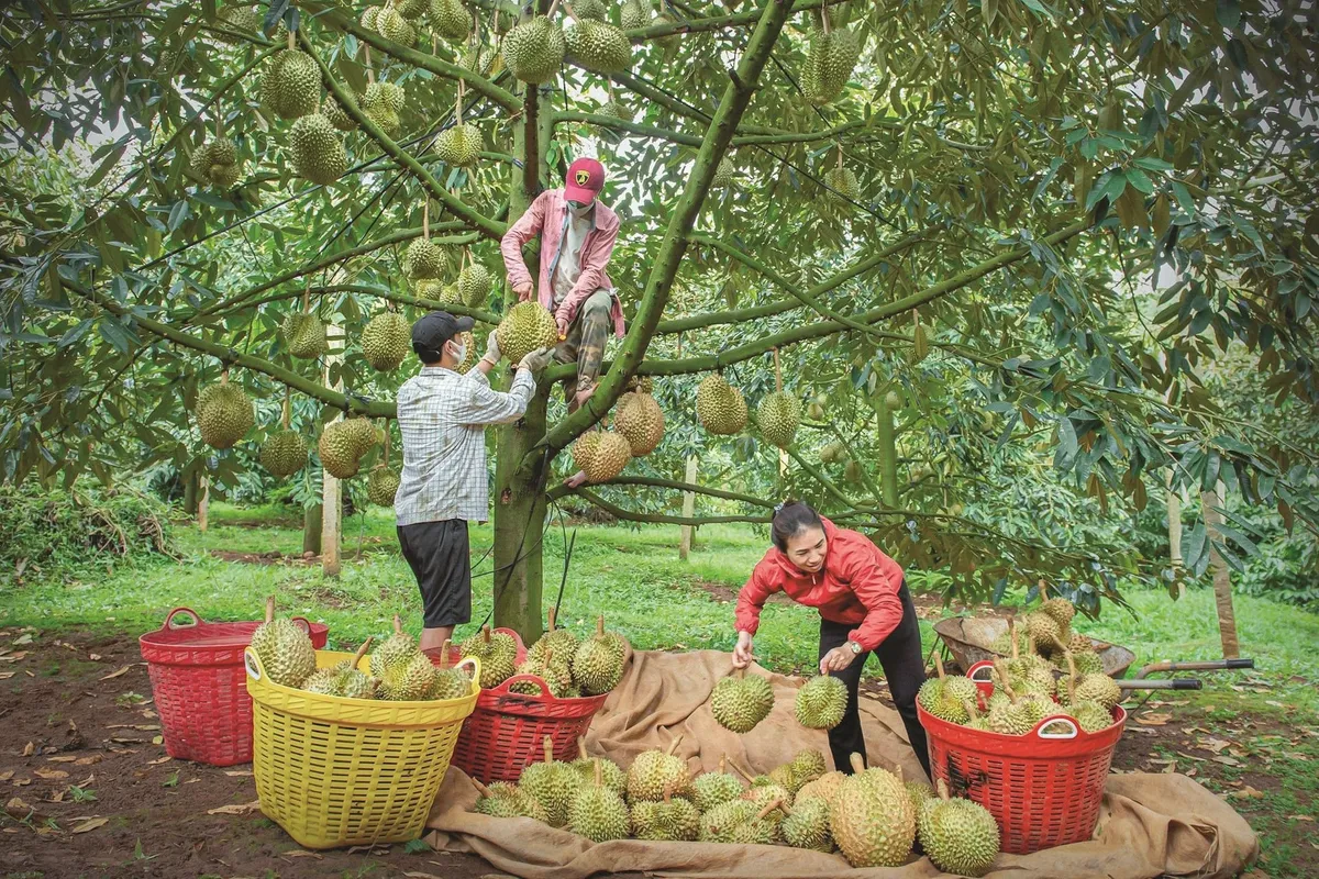 Lâm Đồng siết quản lý mã số vùng trồng sầu riêng xuất khẩu- Ảnh 2. Lâm Đồng siết quản lý mã số vùng trồng sầu riêng xuất khẩu- Ảnh 2.