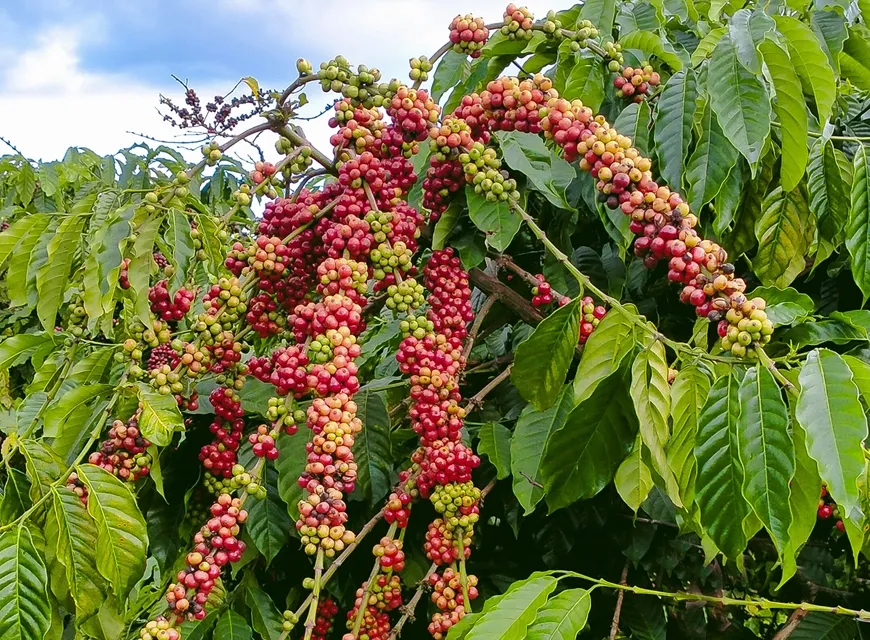Bản tin nông sản hôm nay (27-5): Giá cà phê ổn định, giá hồ tiêu giảm mạnh- Ảnh 1. Bản tin nông sản hôm nay (27-5): Giá cà phê ổn định, giá hồ tiêu giảm mạnh- Ảnh 1.