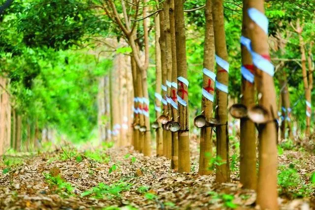 Giá cao su tăng mạnh, nông dân kỳ vọng mùa bội thu- Ảnh 1. Giá cao su tăng mạnh, nông dân kỳ vọng mùa bội thu- Ảnh 1.