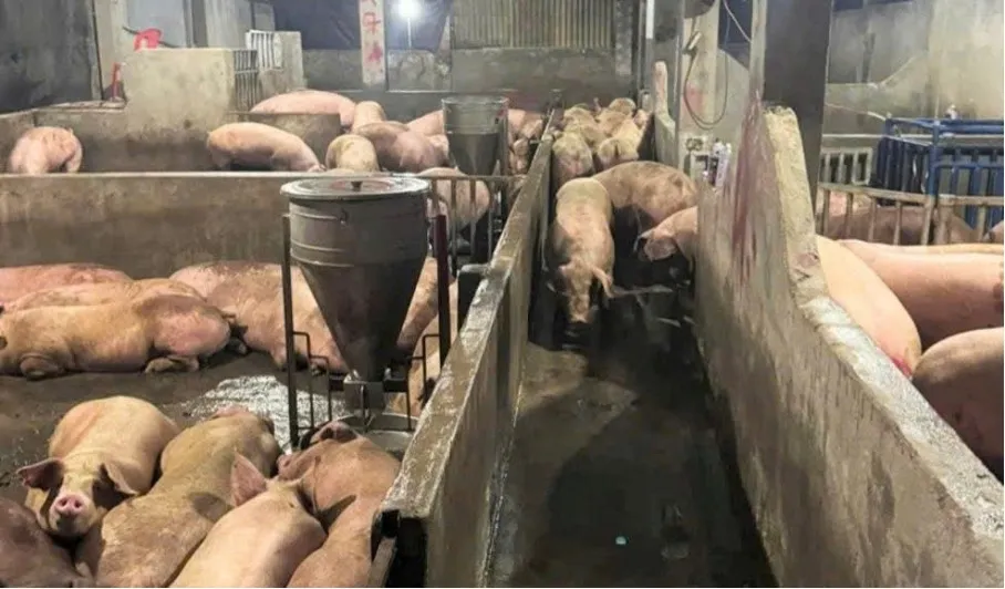 Điểm tập kết heo giữa khu dân cư gây ô nhiễm nghiêm trọng ở Lâm Đồng - Ảnh 2.