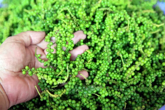 Bản tin nông sản hôm nay (27-5): Giá cà phê ổn định, giá hồ tiêu giảm mạnh- Ảnh 2. Bản tin nông sản hôm nay (27-5): Giá cà phê ổn định, giá hồ tiêu giảm mạnh- Ảnh 2.