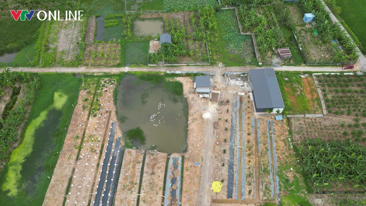 Hải Ph&ograve;ng: Người d&acirc;n phường Lưu Kiếm bức x&uacute;c v&igrave; &ocirc; nhiễm từ c&aacute;c cơ sở chăn nu&ocirc;i - Ảnh 5.