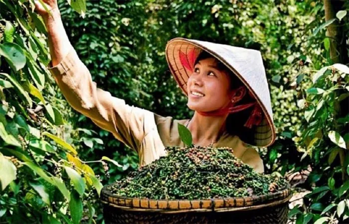 Bản tin nông sản hôm nay (28-5): Giá cà phê trong nước bật tăng
- Ảnh 1. Bản tin nông sản hôm nay (28-5): Giá cà phê trong nước bật tăng
- Ảnh 1.