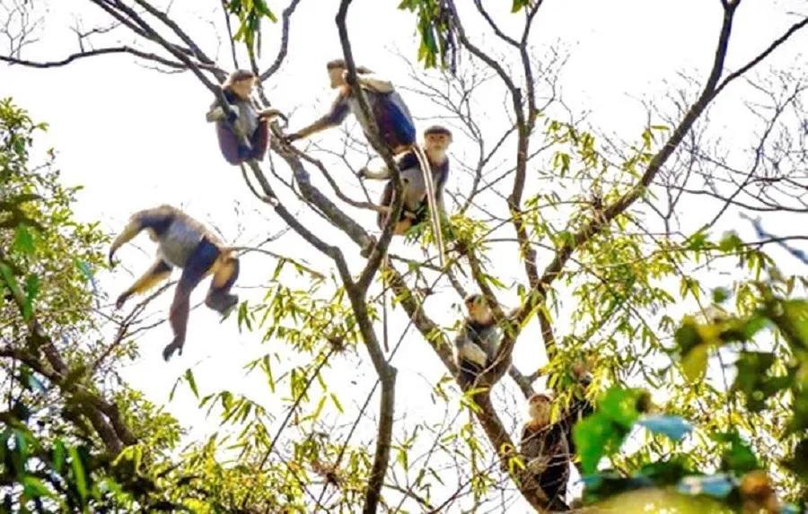 Vườn quốc gia Kon Ka Kinh được công nhận điểm du lịch, mở ra cơ hội phát triển du lịch sinh thái Gia Lai- Ảnh 3. Vườn quốc gia Kon Ka Kinh được công nhận điểm du lịch, mở ra cơ hội phát triển du lịch sinh thái Gia Lai- Ảnh 3.