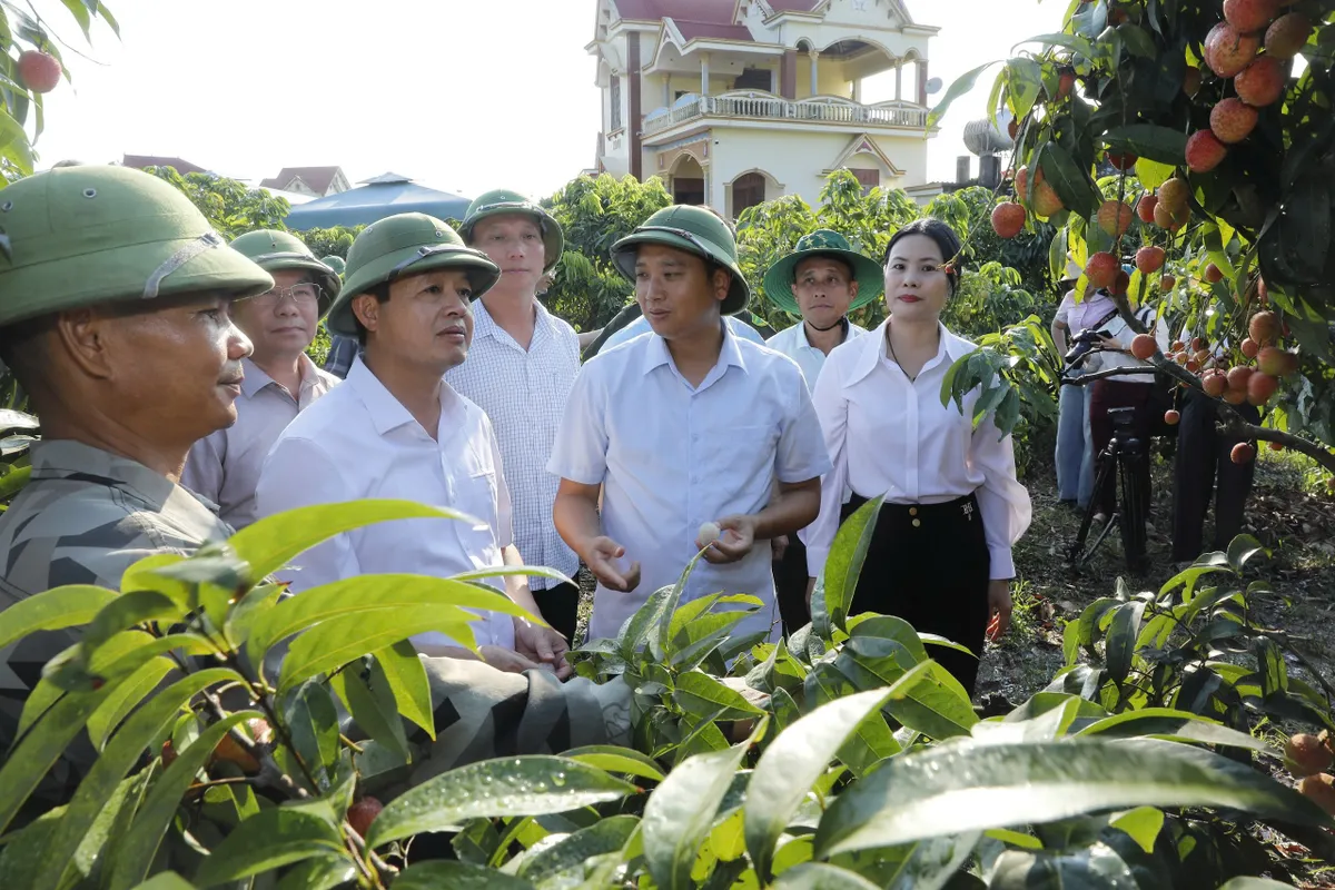 Bắc Ninh đưa vải thiều vươn xa - Ảnh 2.